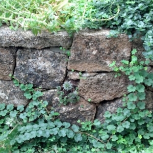 Photo of Columbine Landscaping