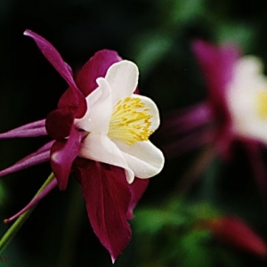 Photo of Columbine Landscaping