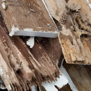Photo of Vertex Roofing
