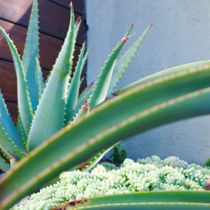 Photo of Deanna Foster Landscape Design