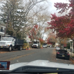 Photo of ADP Land Design and Tree Service