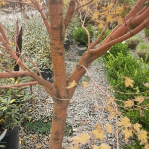 Photo of ADP Land Design and Tree Service