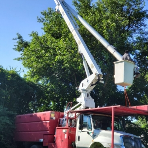 Photo of BJS Tree Service