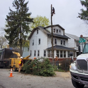 Photo of BJS Tree Service