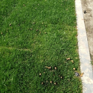 Photo of Stay Green and Clean Landscapers