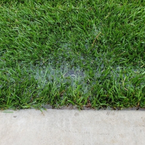 Photo of Stay Green and Clean Landscapers