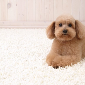 Photo of Amazing Green Carpet Clean