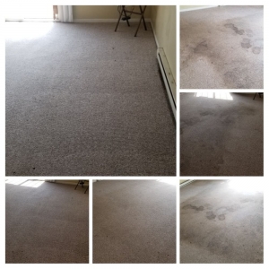Photo of IN&OUT Carpet Cleaning