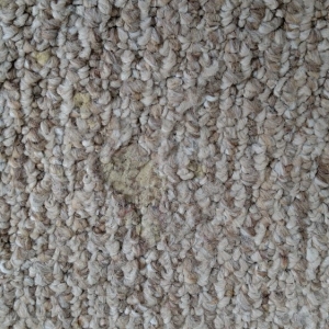 Whitinsville Bliss Carpet Care