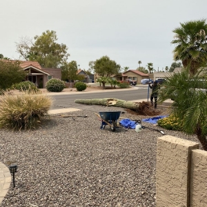 Phoenix AZ Cactus Experts