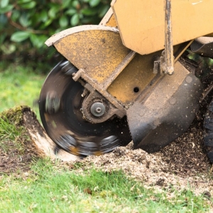 Photo of SES Tree Service of Dunwoody