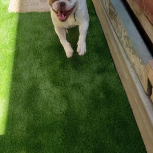 Photo of Artificial Grass Wholesale