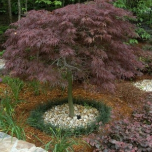 Photo of Rudy's Tree Service and Landscaping