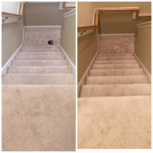 Photo of Batts Carpet Cleaning Services
