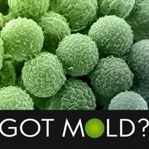 Photo of Portland Mold Solutions - Most Up To Date Mold Removal