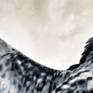 Photo of RedTail SEO