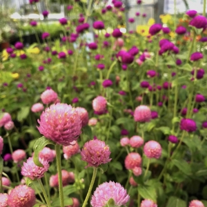 Photo of Homesley Nursery & Landscape