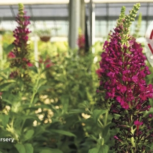 Photo of Homesley Nursery & Landscape