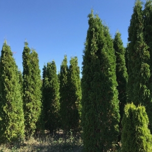 Photo of Rolling Hills Nursery