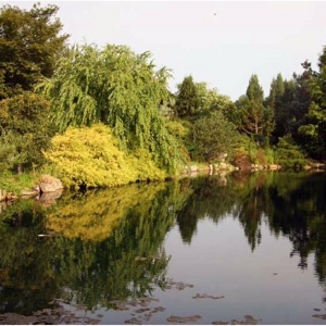 Glen Echo Shimizu Landscape Design