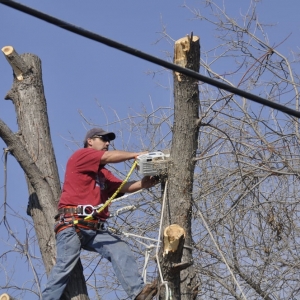 Fort Worth Anderton Tree Service