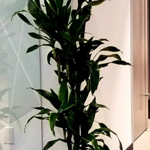 San Francisco Paradise Plants Company