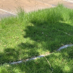 Photo of American Beauty Landscapes