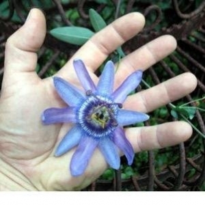 Photo of Garden Air