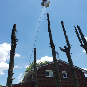 Photo of Black Lab Tree & Landscape Services