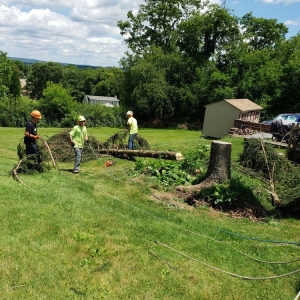 Photo of Black Lab Tree & Landscape Services