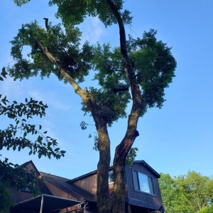 Photo of Black Lab Tree & Landscape Services