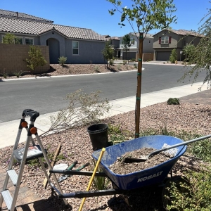 Photo of Vegas Landscape Design