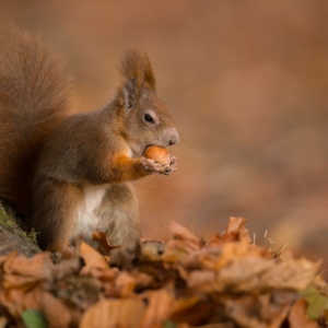 Photo of Metro Wildlife and Pest Control