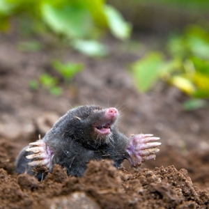 Photo of Metro Wildlife and Pest Control