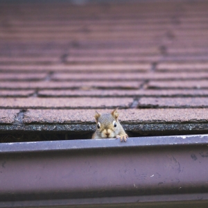 Photo of Metro Wildlife and Pest Control
