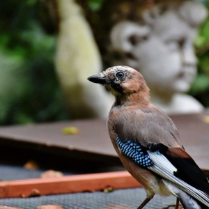 Photo of Metro Wildlife and Pest Control