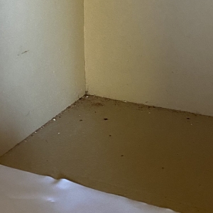 Photo of Kelly House Cleaning Service
