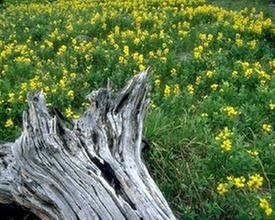 Photo of Discount Tree Service