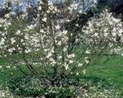 Photo of Discount Tree Service