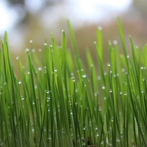 Photo of Austex Sprinklers