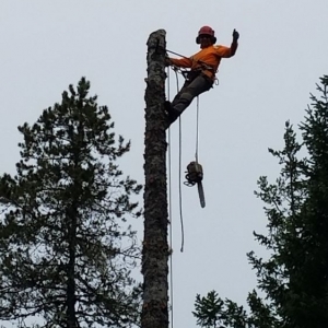 Shelton Flores Landscaping & Tree Service