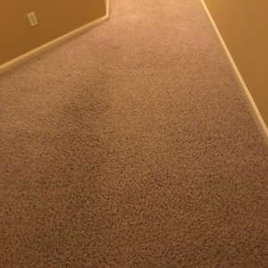 Photo of Carpet Geeks