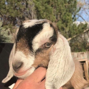 Photo of Lil Misses Travelin' Farm