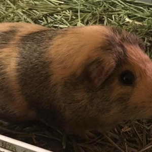Photo of Lil Misses Travelin' Farm