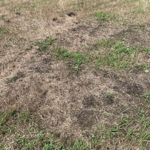 Photo of Raymond Landscaping