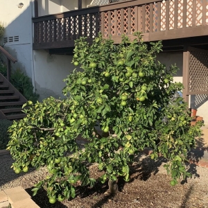 Photo of Plants Comprehensive