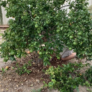 Photo of Plants Comprehensive