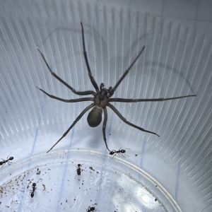 Photo of Phoenix Pest and Wildlife Control