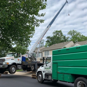 Hatboro Willow Tree & Landscape Services