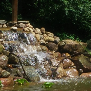 Photo of Michigan Pond and Plant